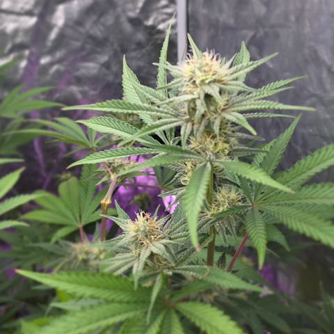 Gangsta Grape growlog timeline photo