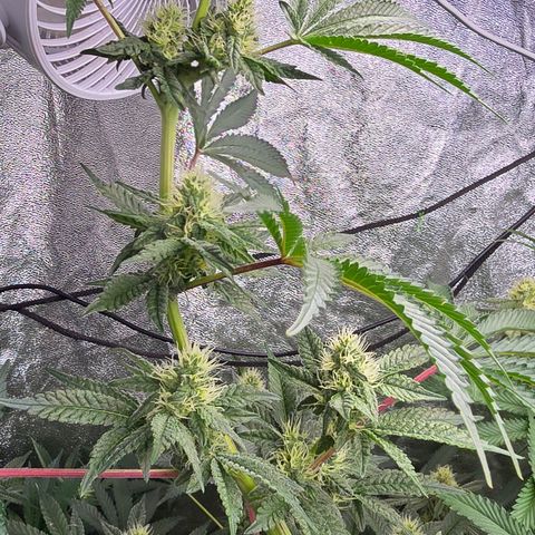 Gangsta Grape growlog timeline photo