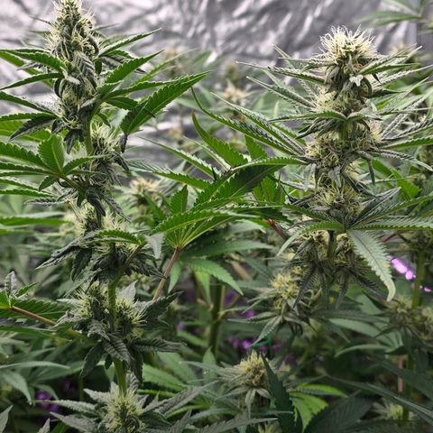 Gangsta Grape growlog timeline photo
