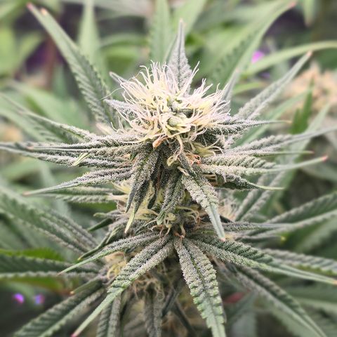 Gangsta Grape growlog timeline photo