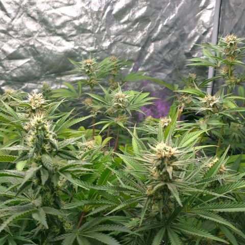 Gangsta Grape growlog timeline photo