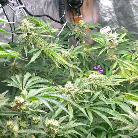 Gangsta Grape growlog timeline photo