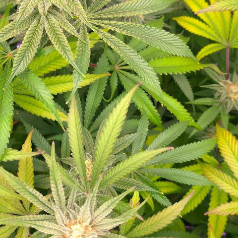 Gangsta Grape growlog timeline photo