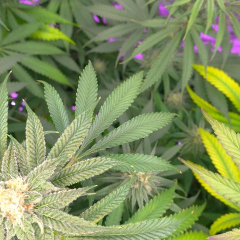 Gangsta Grape growlog timeline photo