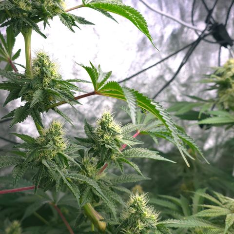 Gangsta Grape growlog timeline photo