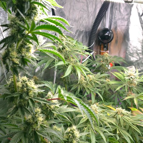 Gangsta Grape growlog timeline photo