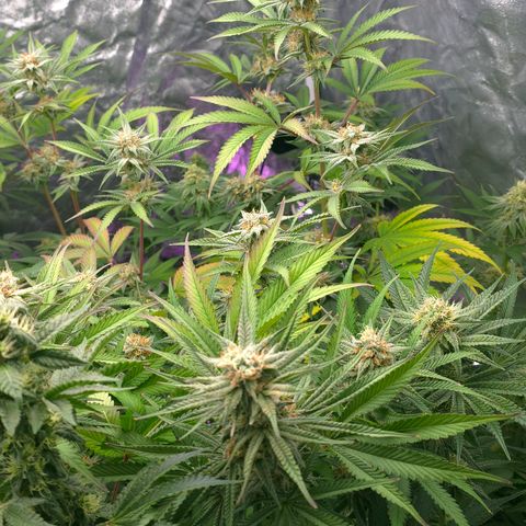 Gangsta Grape growlog timeline photo