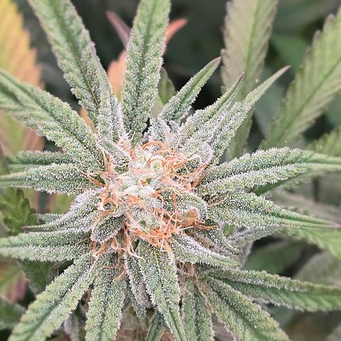 Gangsta Grape growlog timeline photo