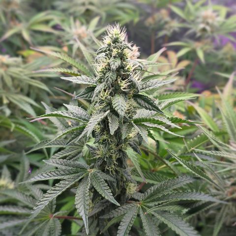 Gangsta Grape growlog timeline photo