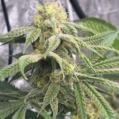 Gangsta Grape growlog timeline photo