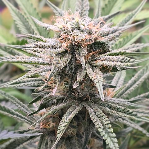 Gangsta Grape growlog timeline photo