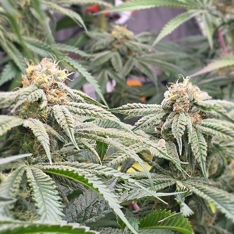 Gangsta Grape growlog timeline photo