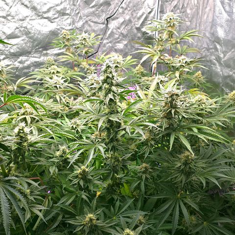 Gangsta Grape growlog timeline photo