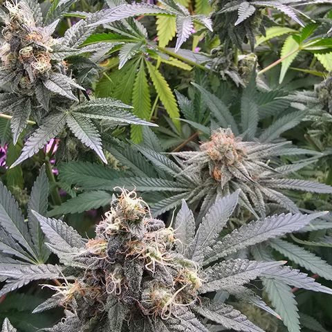 Gangsta Grape growlog timeline photo