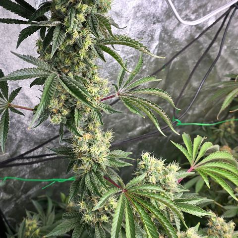 Gangsta Grape growlog timeline photo