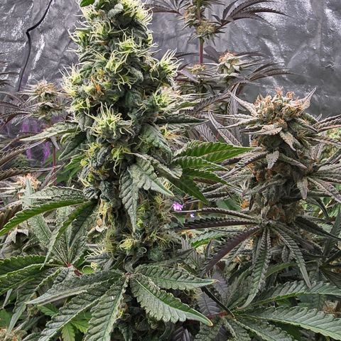 Gangsta Grape growlog timeline photo