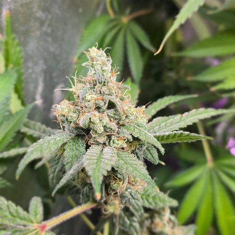 Gangsta Grape growlog timeline photo