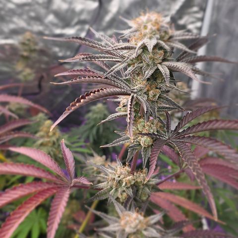 Gangsta Grape growlog timeline photo