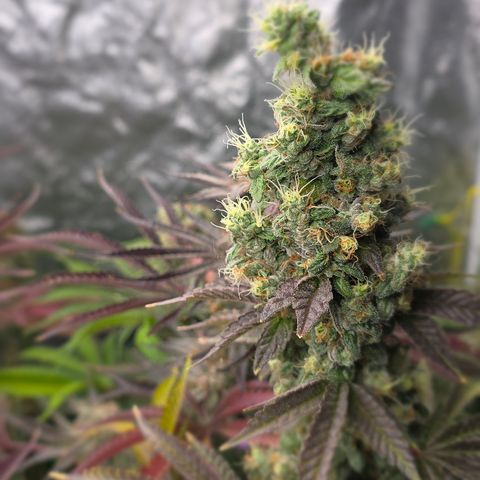 Gangsta Grape growlog timeline photo