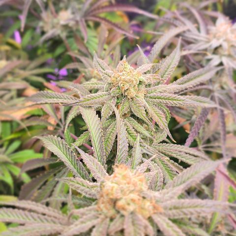 Gangsta Grape growlog timeline photo