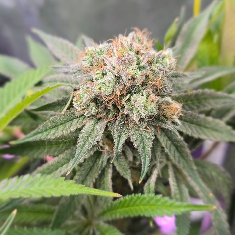 Gangsta Grape growlog timeline photo