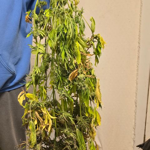 Gangsta Grape growlog timeline photo