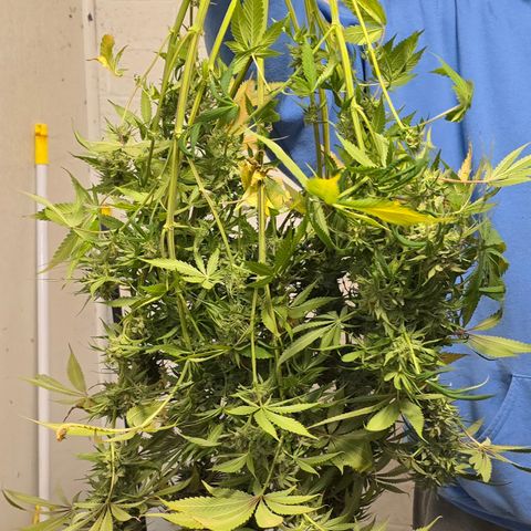 Gangsta Grape growlog timeline photo