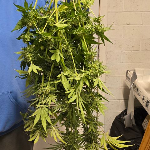 Gangsta Grape growlog timeline photo