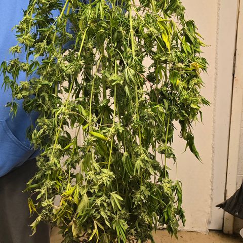 Gangsta Grape growlog timeline photo