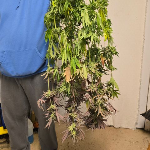 Gangsta Grape growlog timeline photo