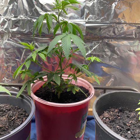 Plant A growlog timeline photo