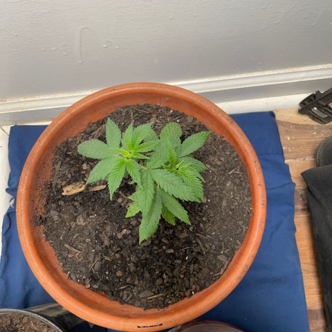 Plant B growlog photo: Week 7 veg stage. 