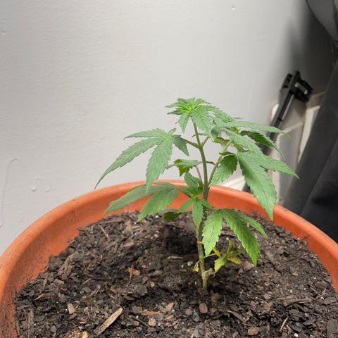 Plant B growlog photo: Week 7 veg stage. 