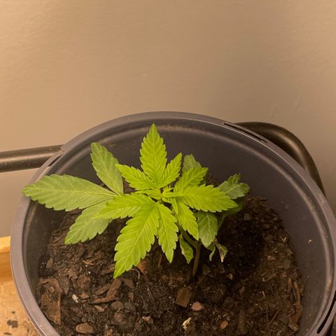 Plant B growlog timeline photo
