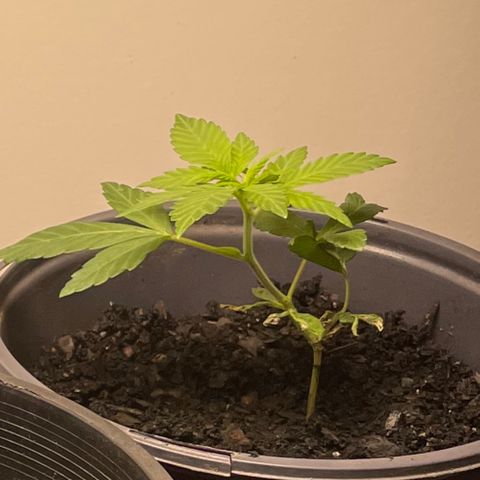 Plant B growlog photo: Veg state 