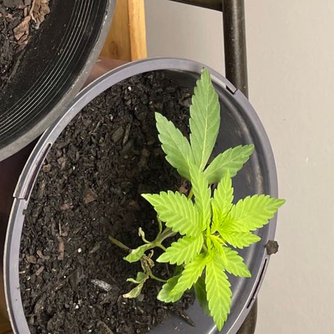 Plant B growlog photo: Veg state 