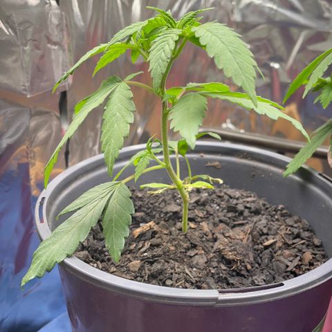 Plant B growlog photo: Feb 20 veg stage