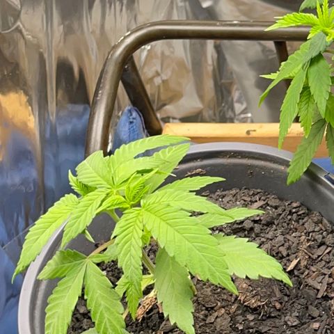 Plant B growlog photo: Feb 20 veg stage