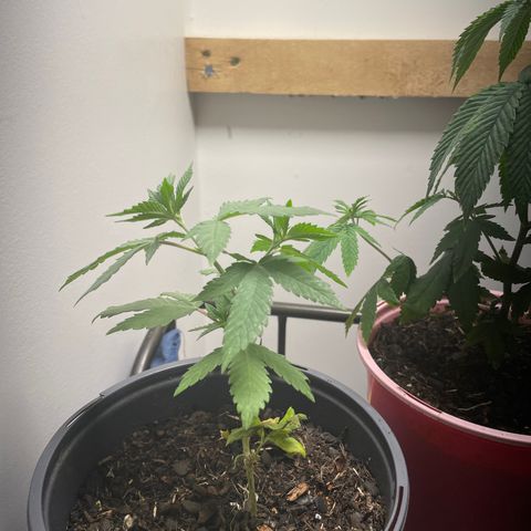 Plant B growlog photo: Feb 24 veg stage