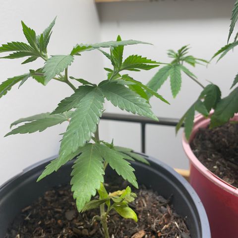 Plant B growlog photo: Feb 24 veg stage