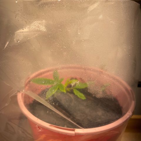 Plant A growlog timeline photo
