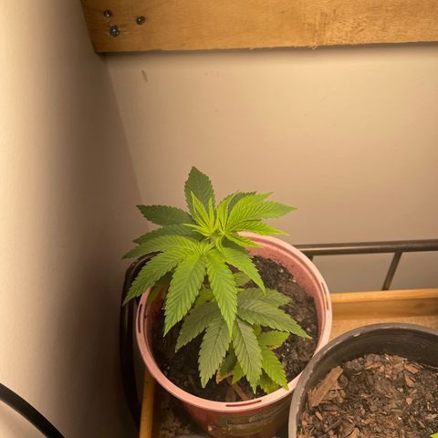 Plant A growlog photo: Feb 12th veg stage 