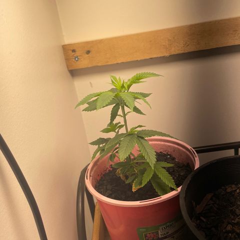 Plant A growlog photo: Feb 12th veg stage 