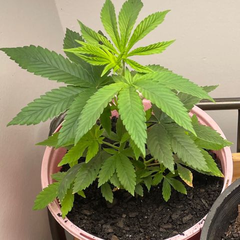 Plant A growlog photo: Feb 13th veg stage
