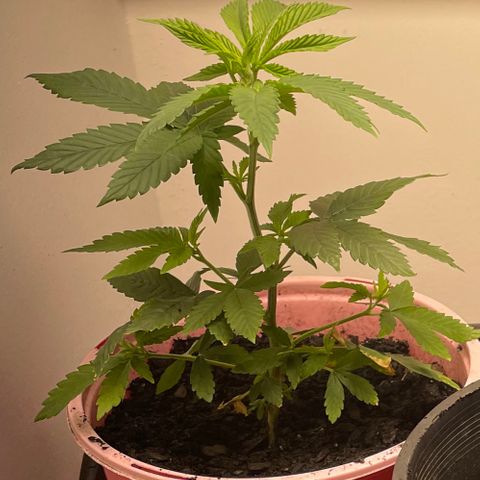 Plant A growlog photo: Feb 13th veg stage