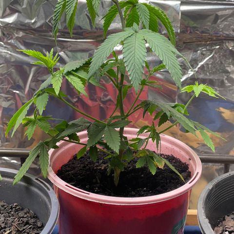 Plant A growlog photo: Feb 20th veg stage. Started experiencing fungus gnats, applied neem oil. And 3% peroxide solution spray. 