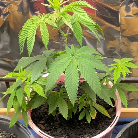 Plant A growlog photo: Feb 20th veg stage. Started experiencing fungus gnats, applied neem oil. And 3% peroxide solution spray. 