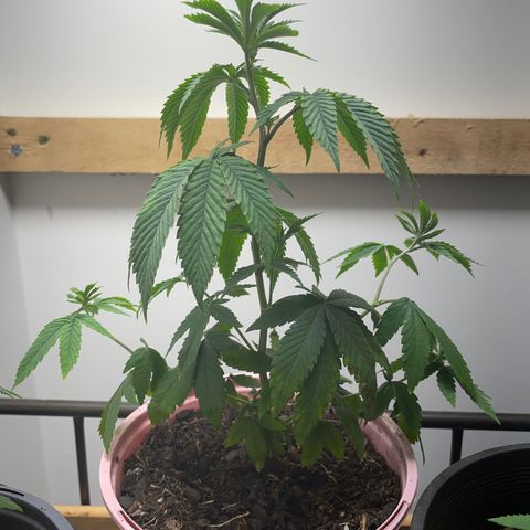 Plant A growlog photo: Feb 24th veg stage. Fungus gnats gone but plants are droopy so no added water let dry out. 
