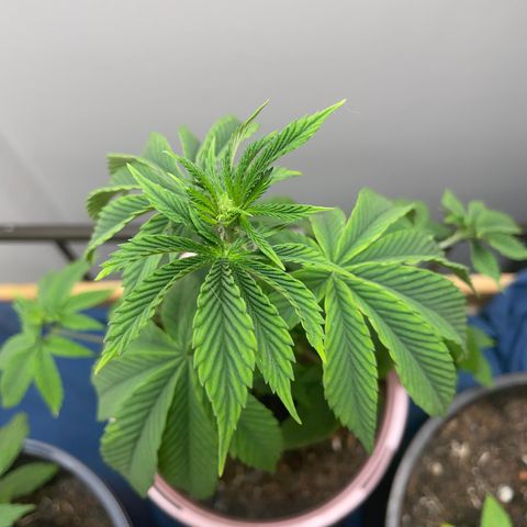 Plant A growlog photo: Feb 24th veg stage. Fungus gnats gone but plants are droopy so no added water let dry out. 