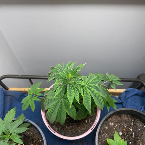 Plant A growlog photo: Feb 24th veg stage. Fungus gnats gone but plants are droopy so no added water let dry out. 
